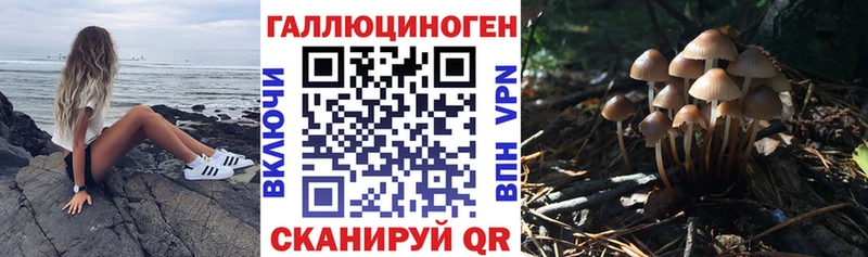 ссылка на мегу вход Чкаловск Псилоцибиновые грибы мицелий